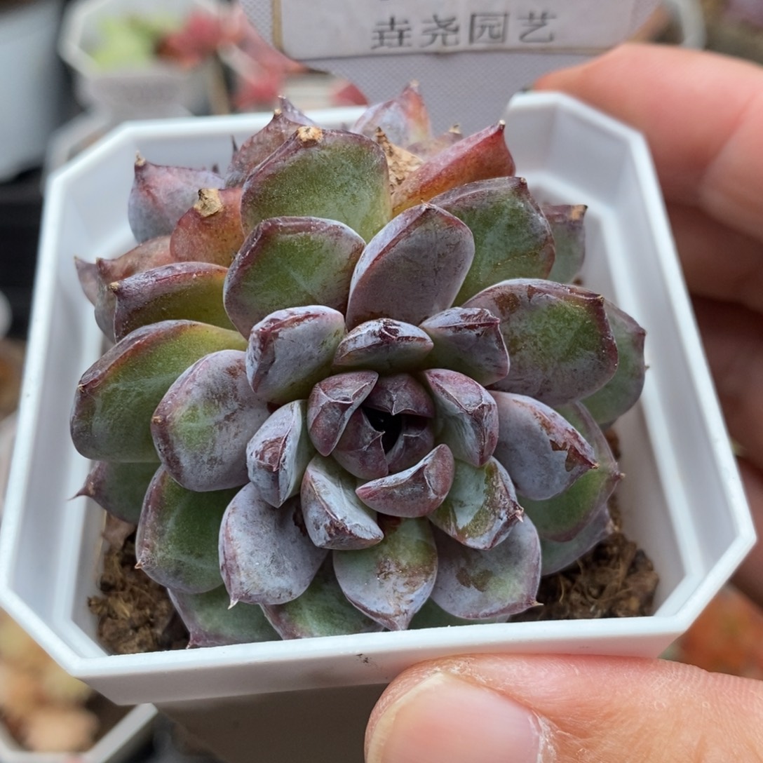 0220 黑莓双头 6cm