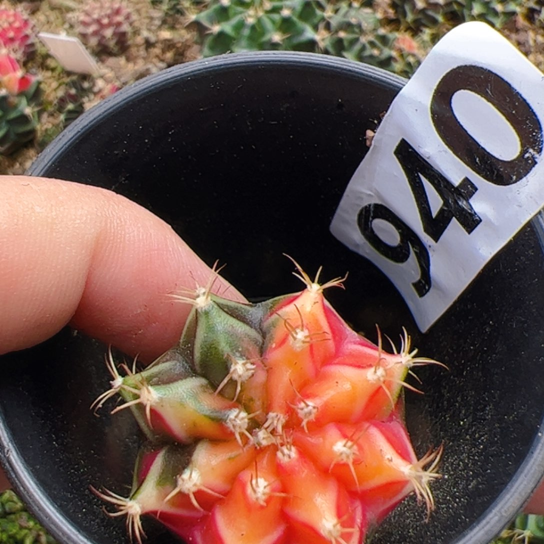 当前无花栽培后可以开花940