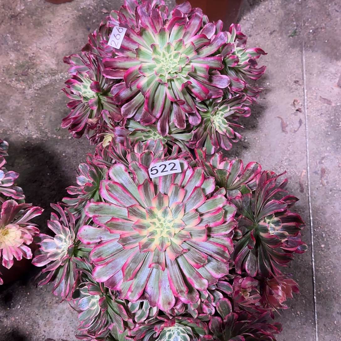 多肉植物法师大波斯522