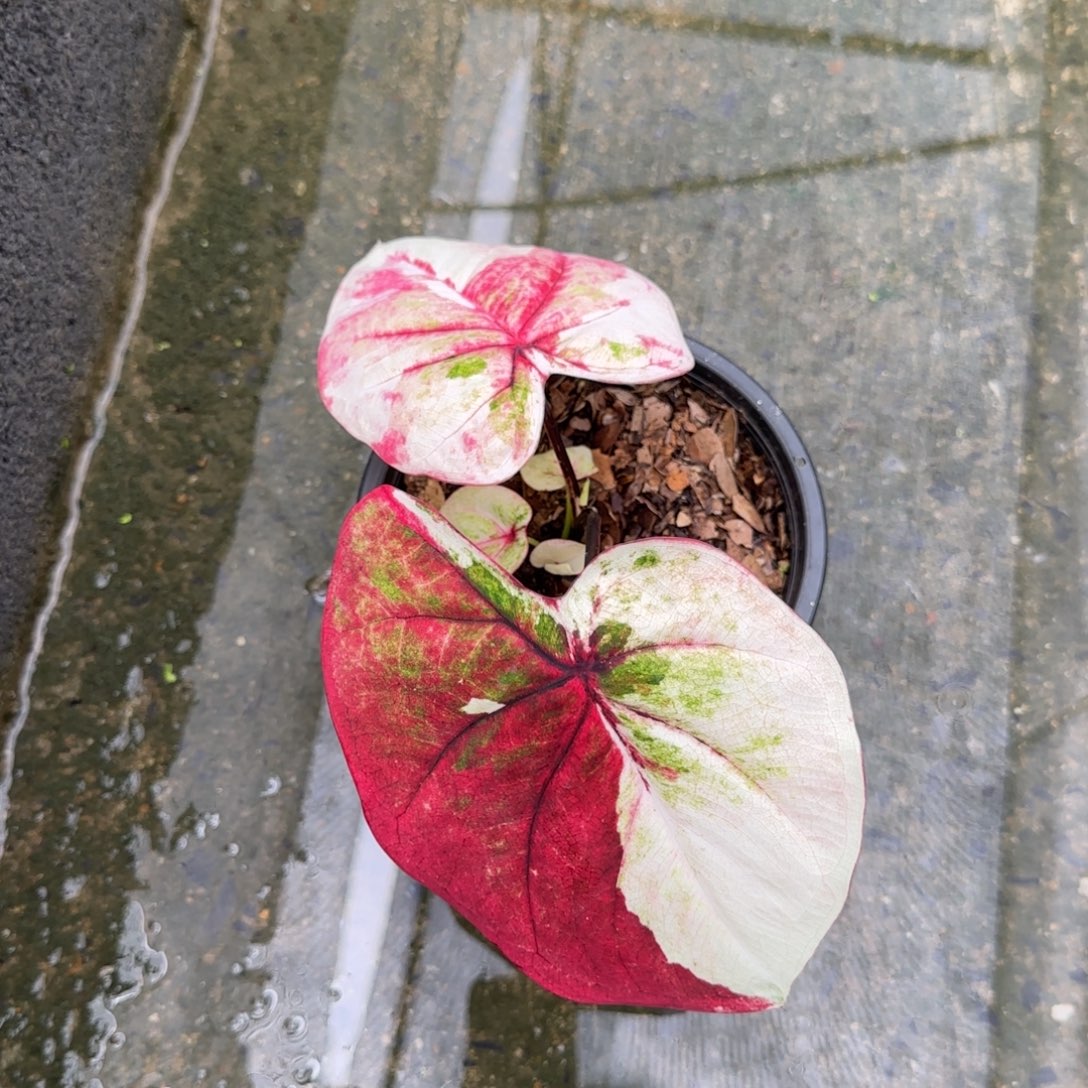 15-0921泰国发货哈啦吧啦