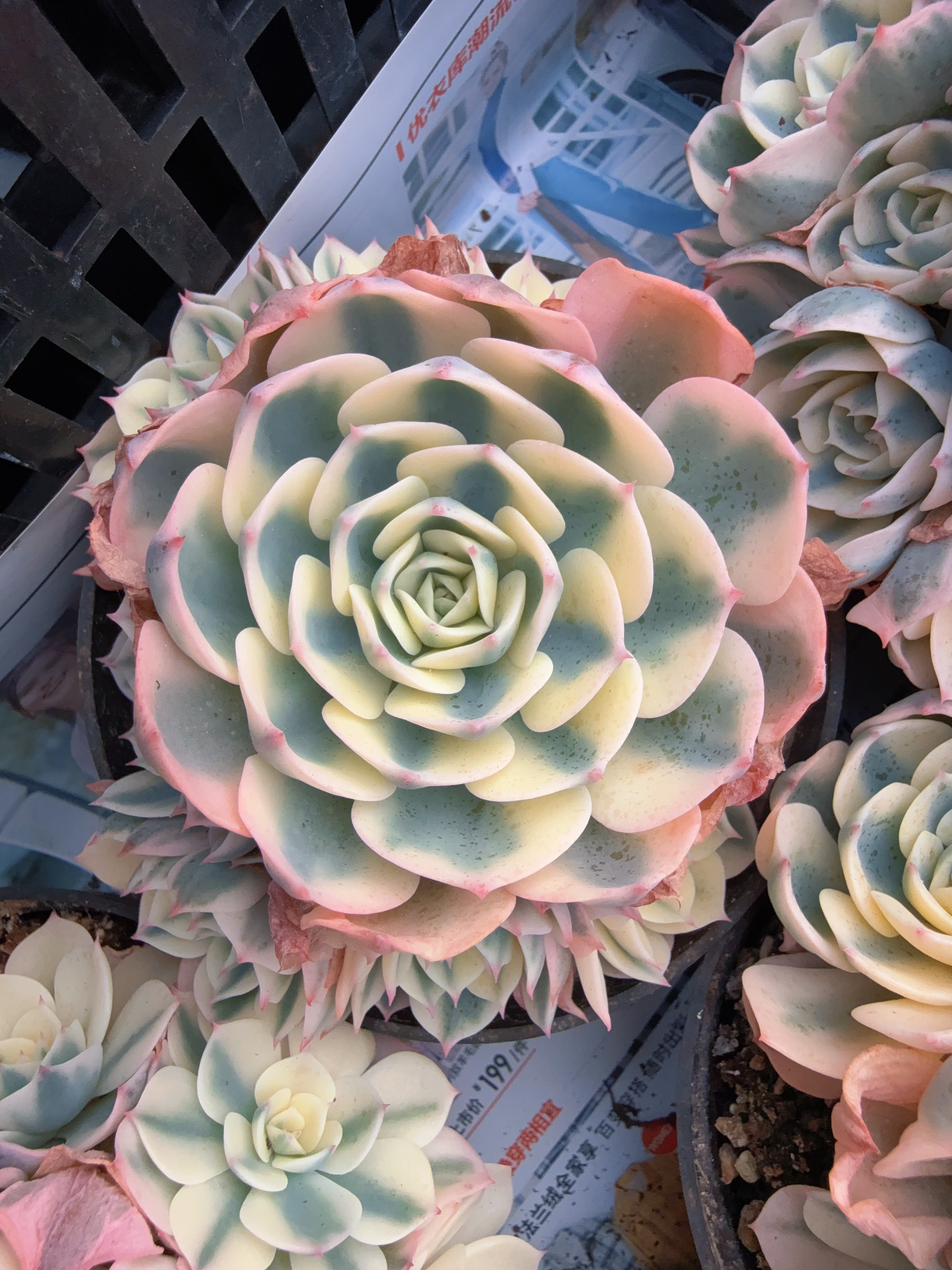 110#多头玉蝶锦无砍（12-15cm）脱土