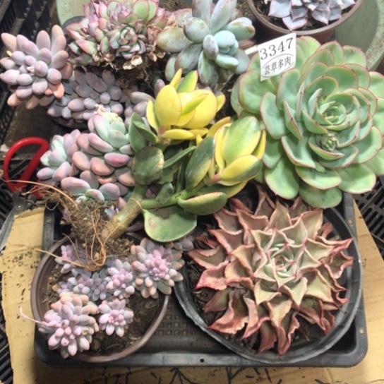 箱拍，3347，一物一拍