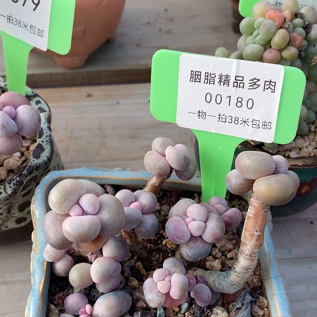 00180啊KTV摸摸亩