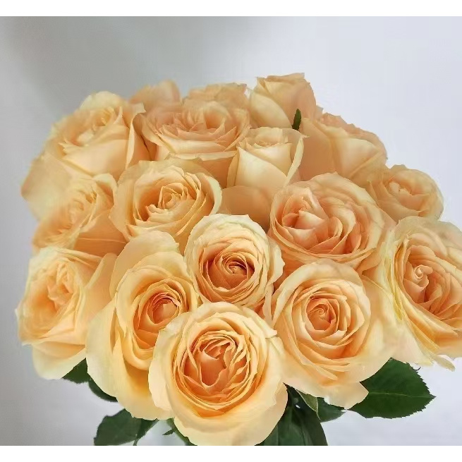 【蜜桃雪山】云南斗南基地现采现发品质好香槟单头玫瑰