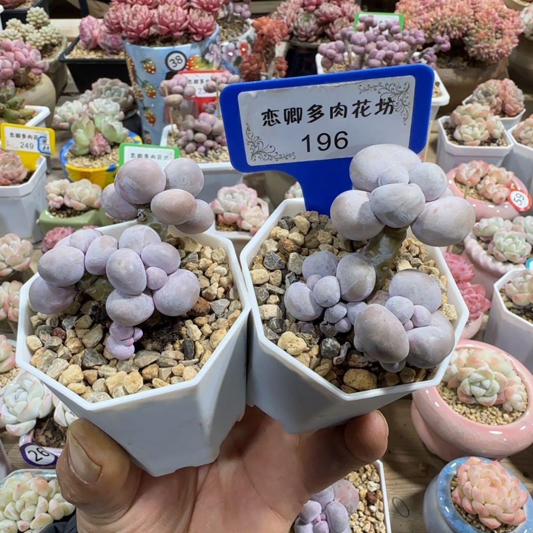 196烟美人老桩3头组合带盆土发