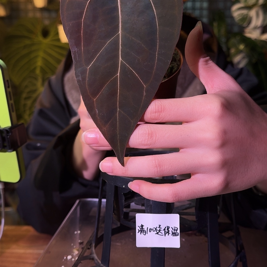 不开花植物G428黑桃卡拉