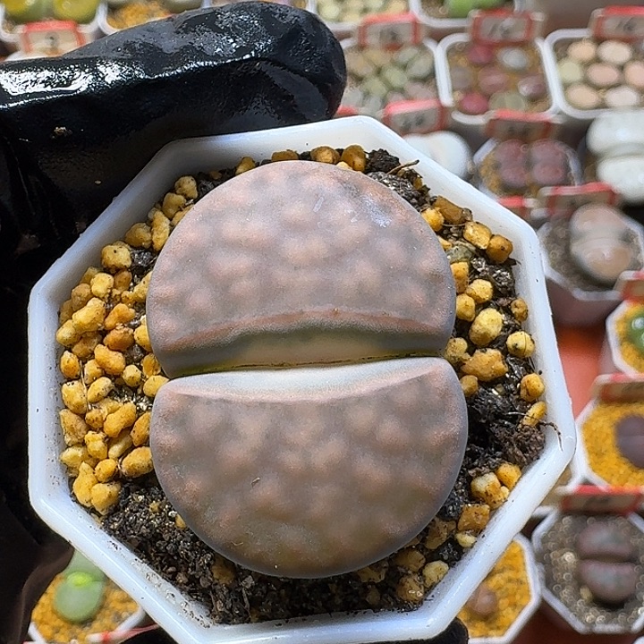 生石花23:：：。  26号