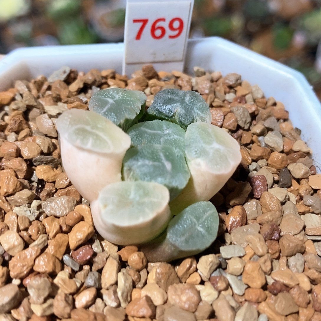 红陶769号万象锦一物一拍的