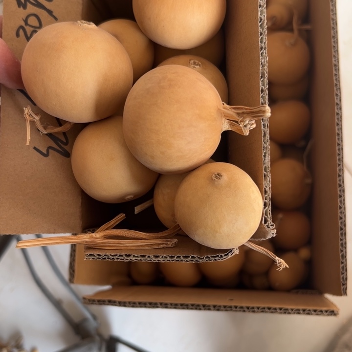 红****大叶紫檀（黑酸枝木类）