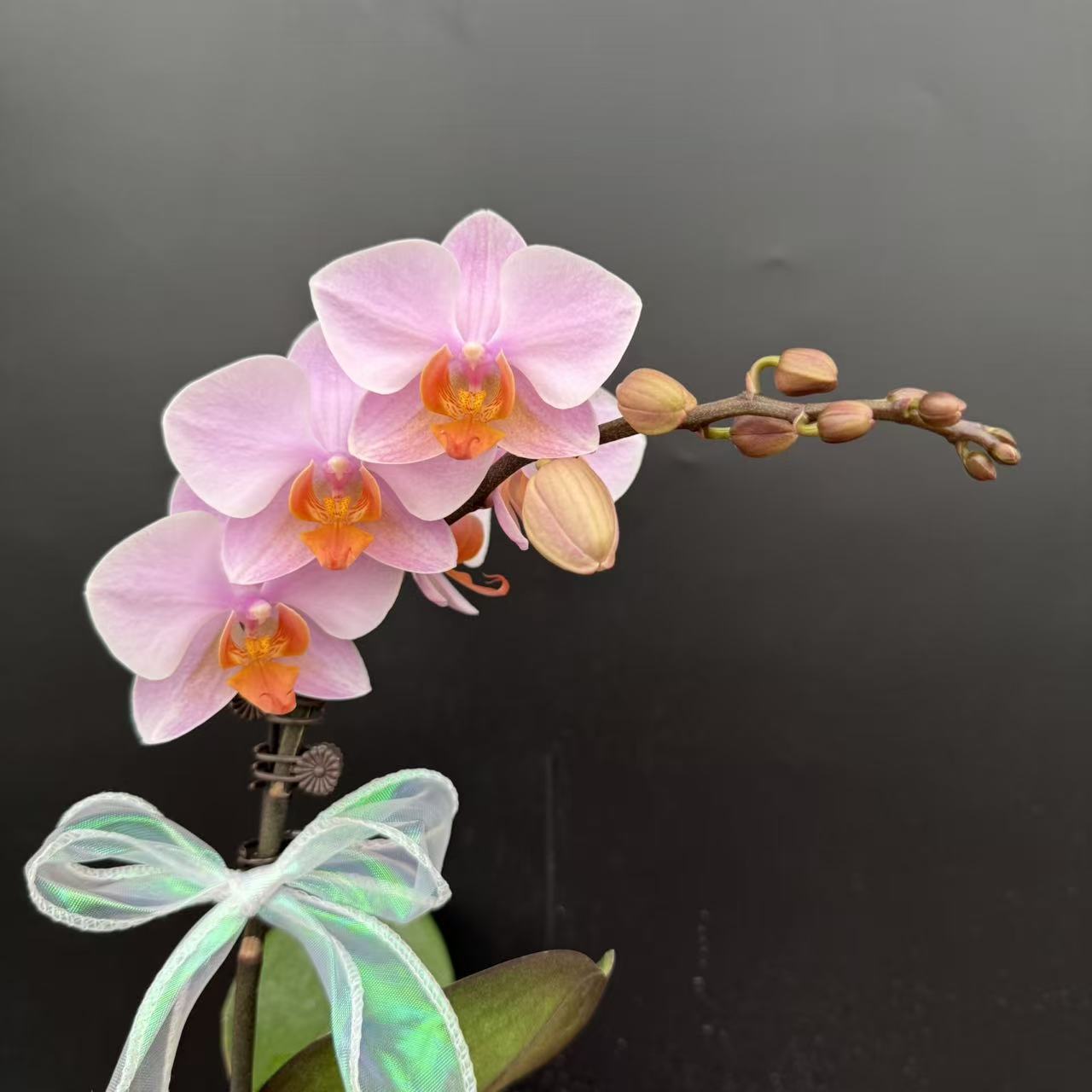 蝴蝶兰《图尔坎》稀缺欧品粉花 带花带苞 真花 室内花卉