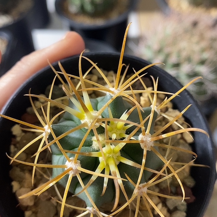 实生金冠龙仙人球专拍