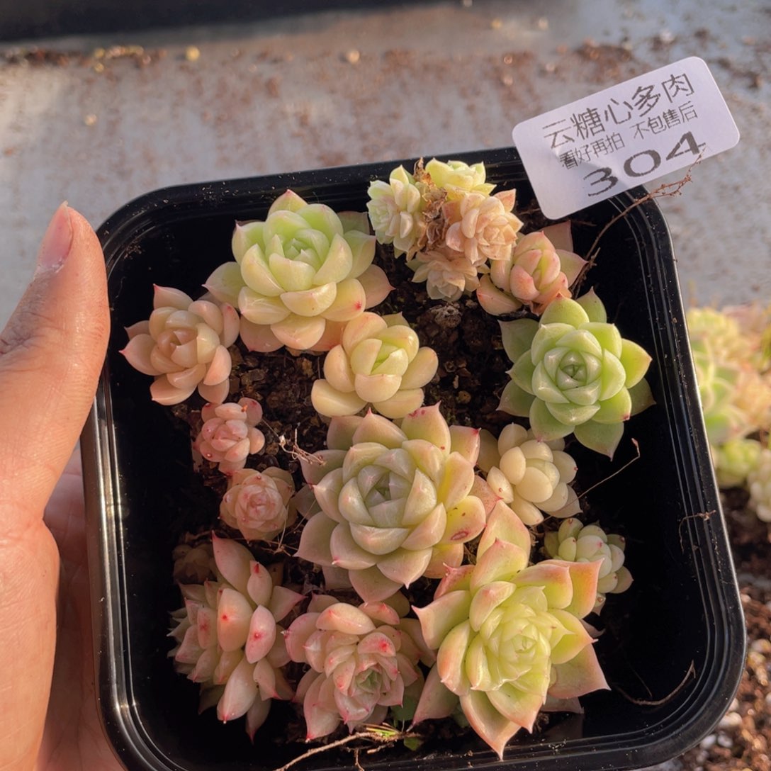 云糖心多肉植物304