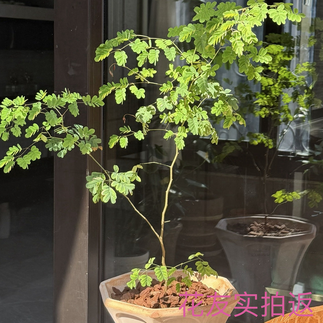 铁架木巴西铁力木豆科植物轻盈飘逸氛围圆叶可爱会睡觉的网红绿植