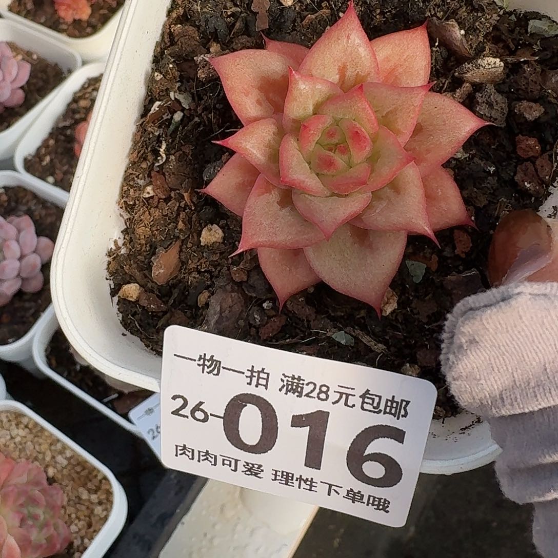 林肯无盆土发货无