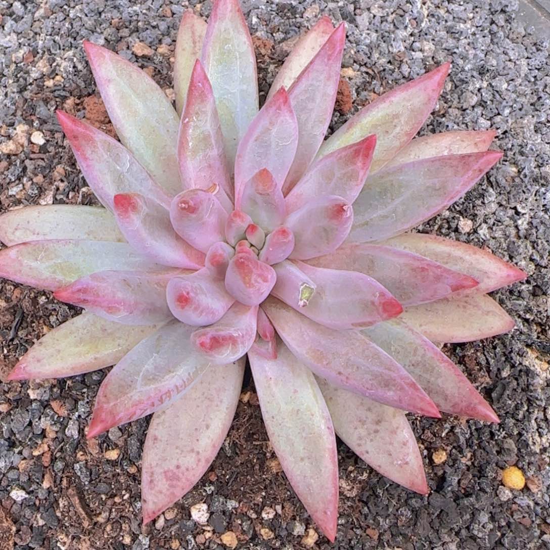 摩*摩卡姐姐多肉植物