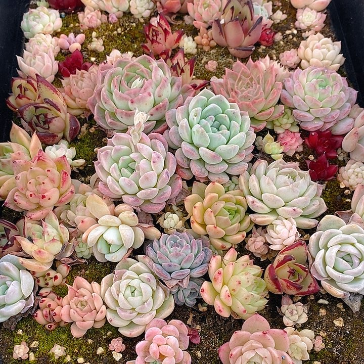 272 多肉植物盆栽花卉