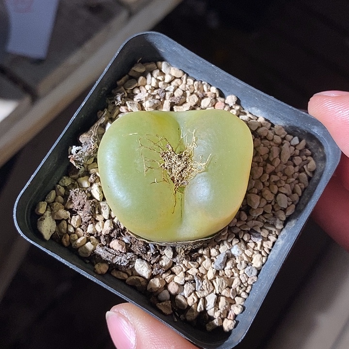 31316。  四厘米大毛翻窗。  