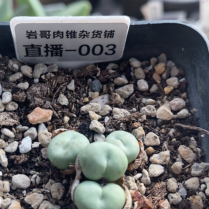 AP种源101P嘴4头群