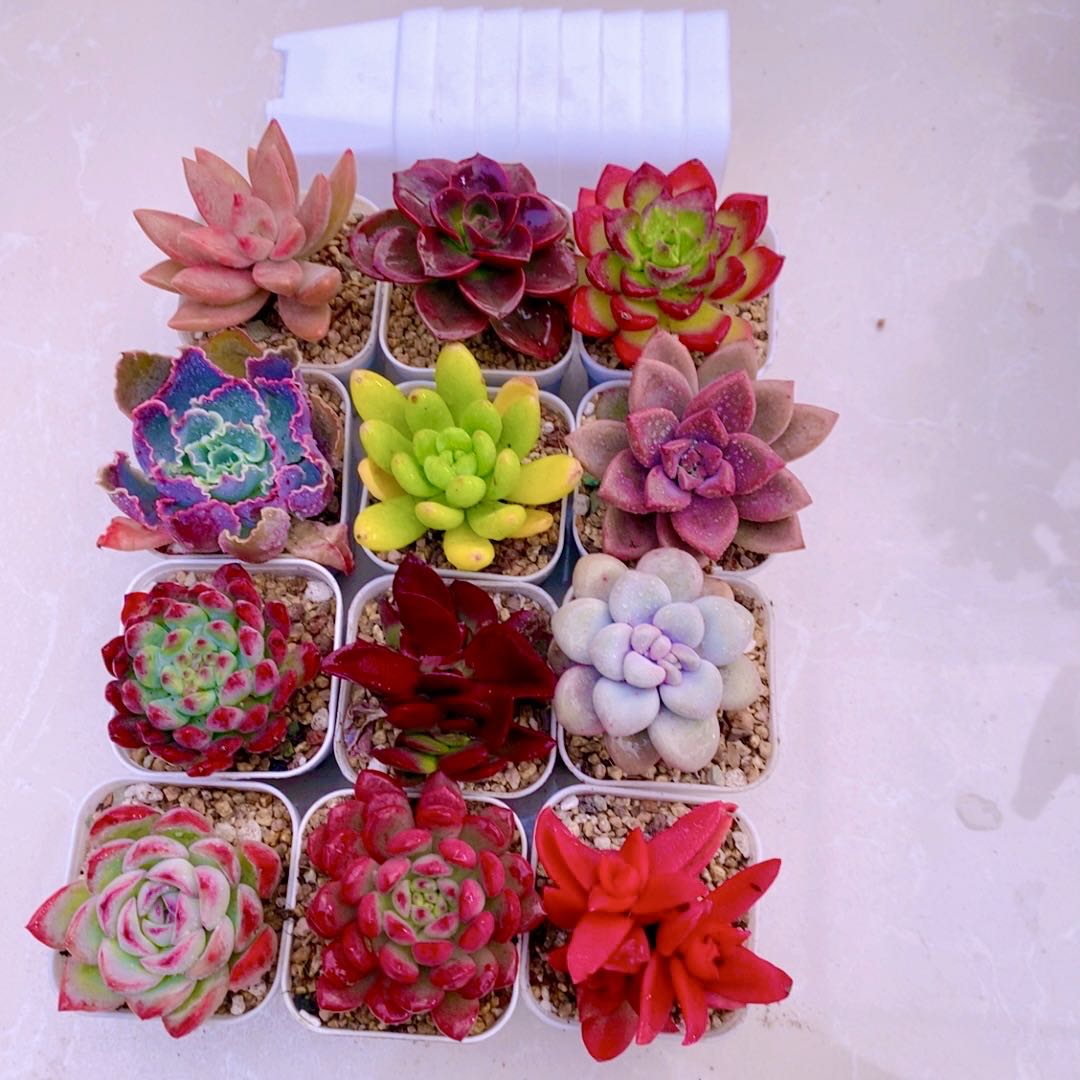 多肉植物指定12颗 送小方盆土（3到4厘米左右）