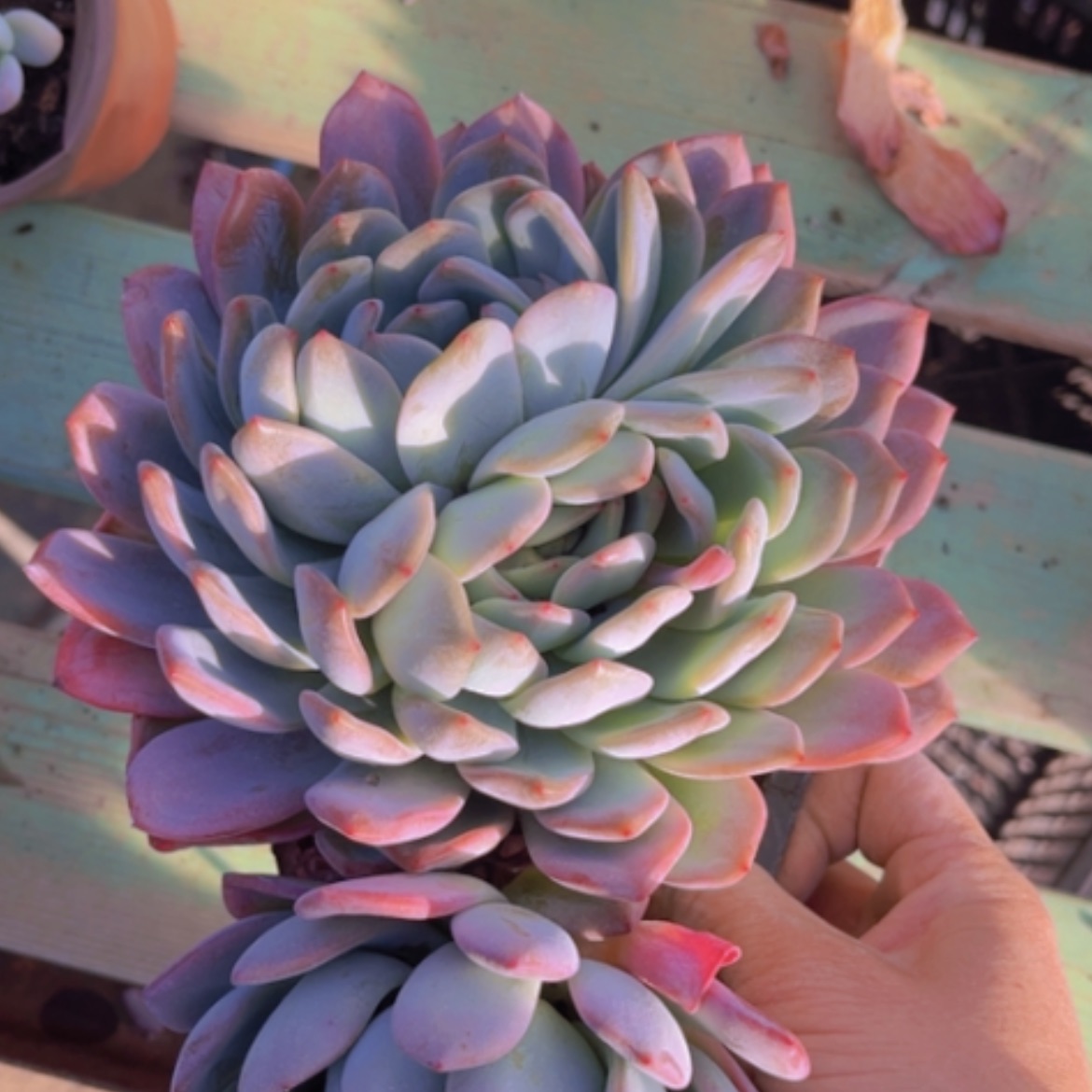 【闪购商品】全明星08265