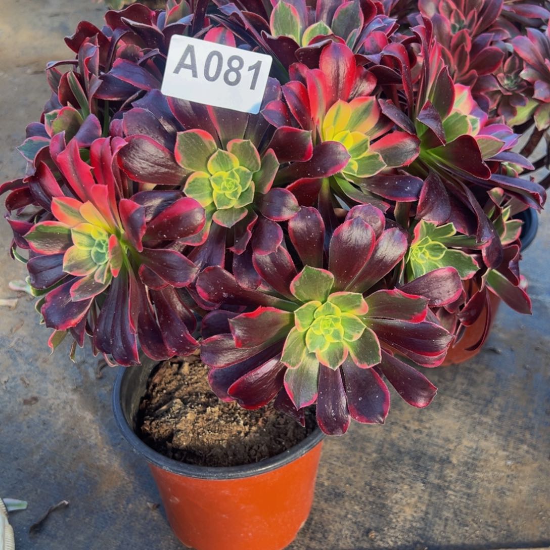 肥***)无花朵法师金丝雀081