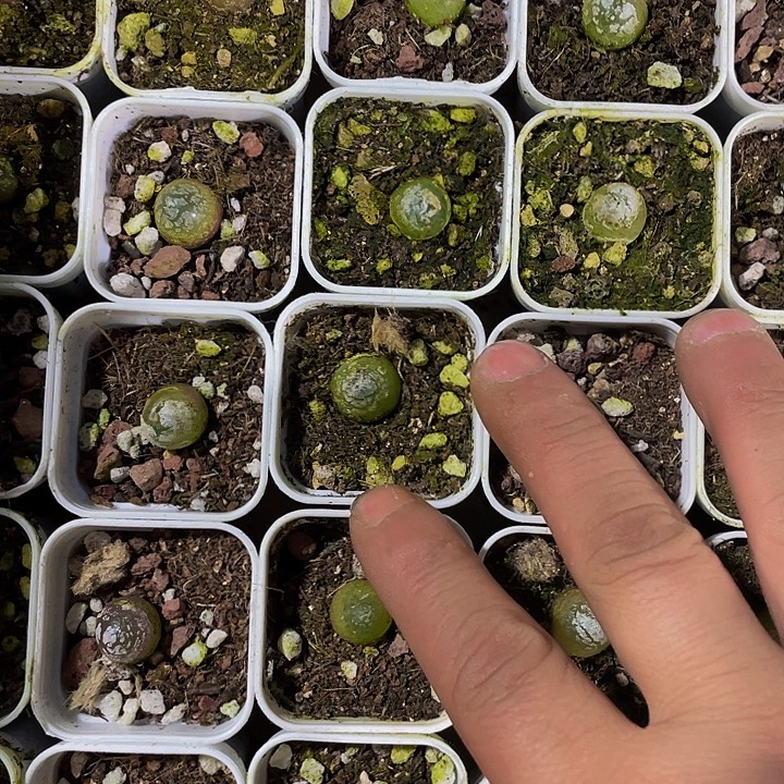 小灯泡2.8带盆土发货