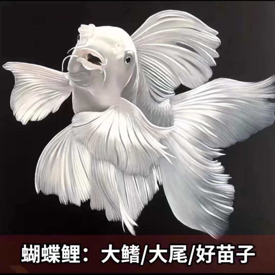 A纯种蝴蝶鲤鱼石膏白精品贵妃体白普身观赏鱼养鱼饲养活体发货
