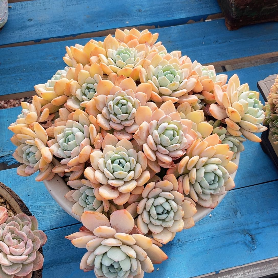 宝***室冷香超大群无砍整装