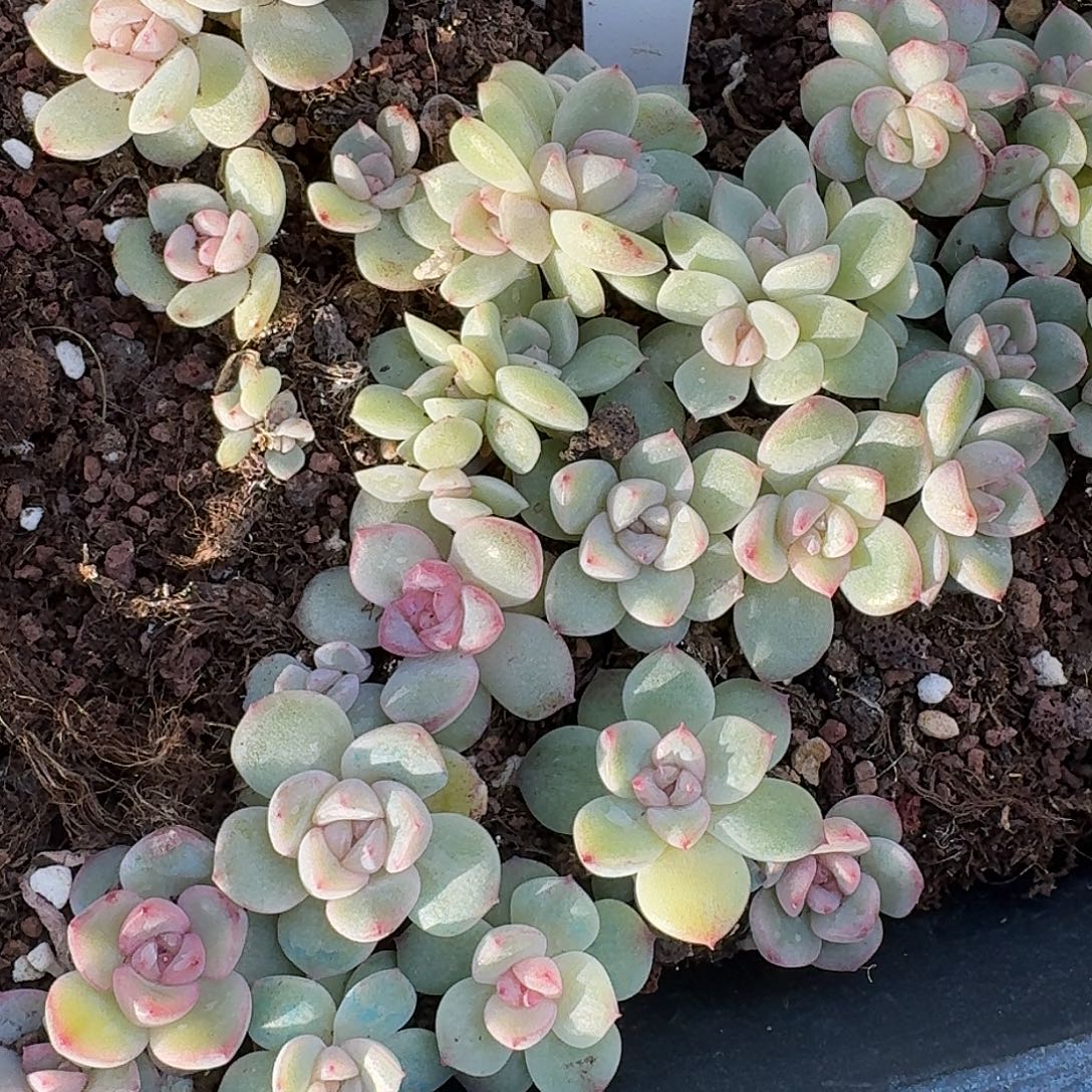 如图玉鸾珍妮叶插苗随机3个头一份