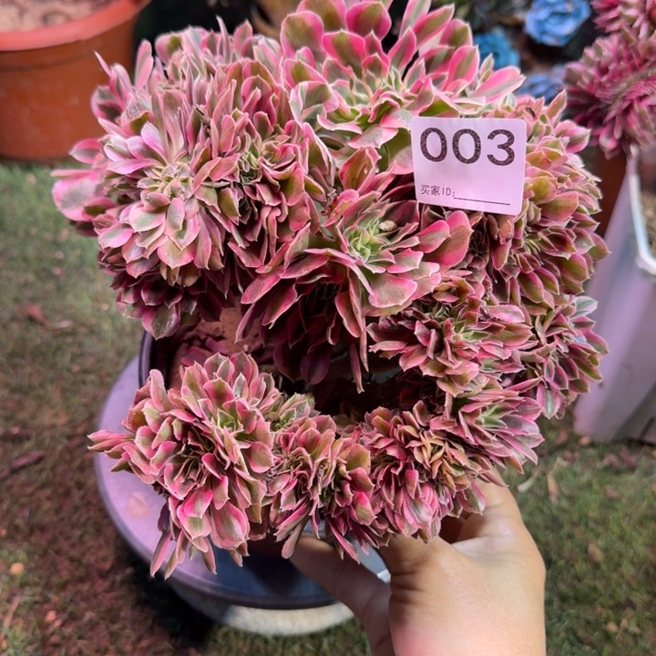 糖果女巫法师锦缀化有伤不包损