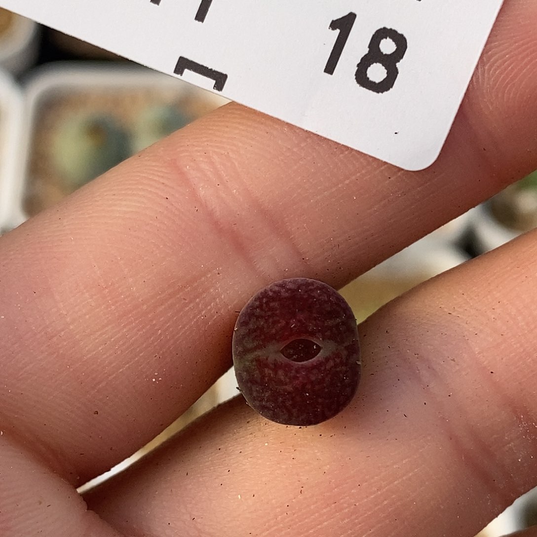 1211-18-新品红。杂交