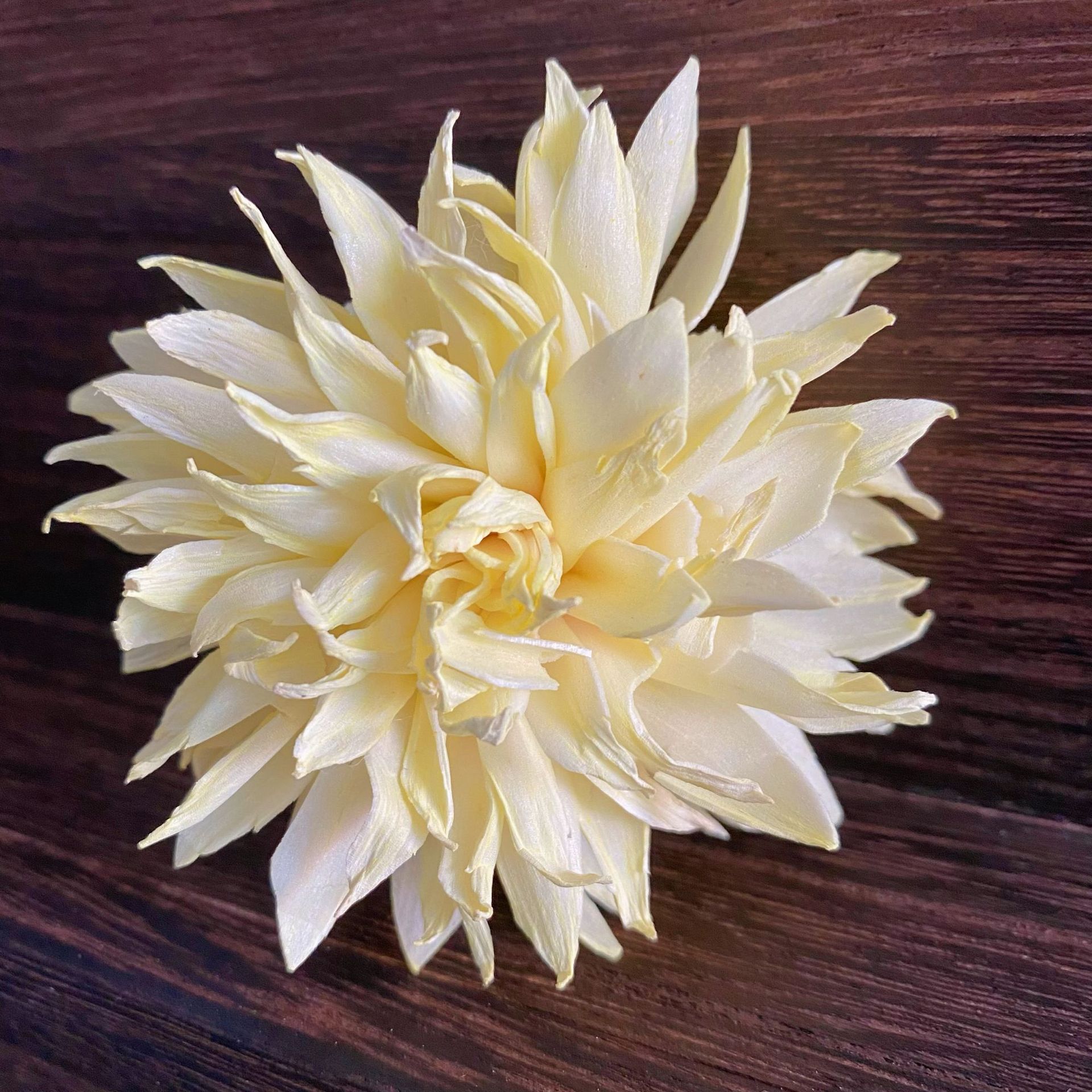 【通草金丝菊】通草干花通草花金丝菊花家居客厅玄关插花摆件混搭