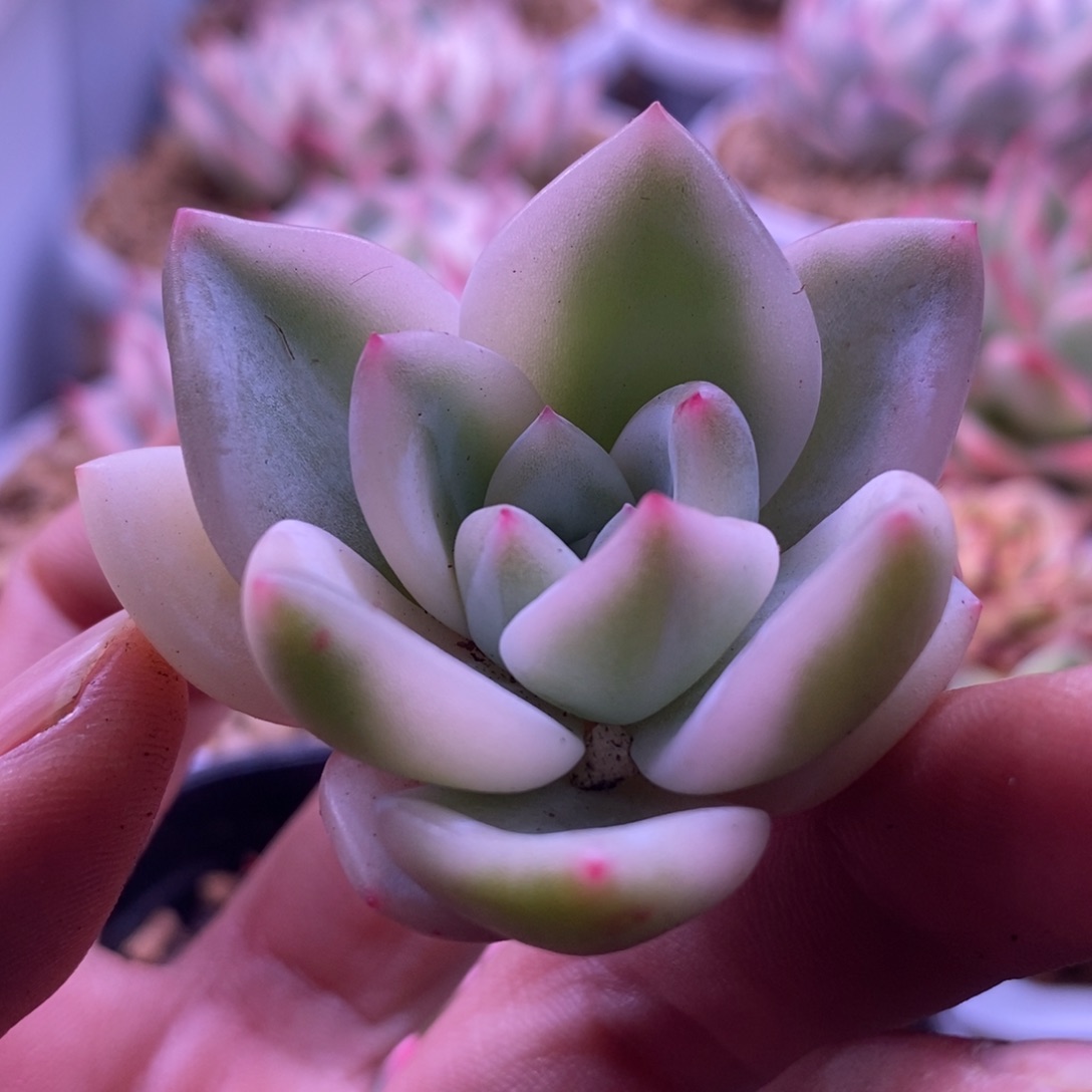 伊丽莎白锦 多肉植物