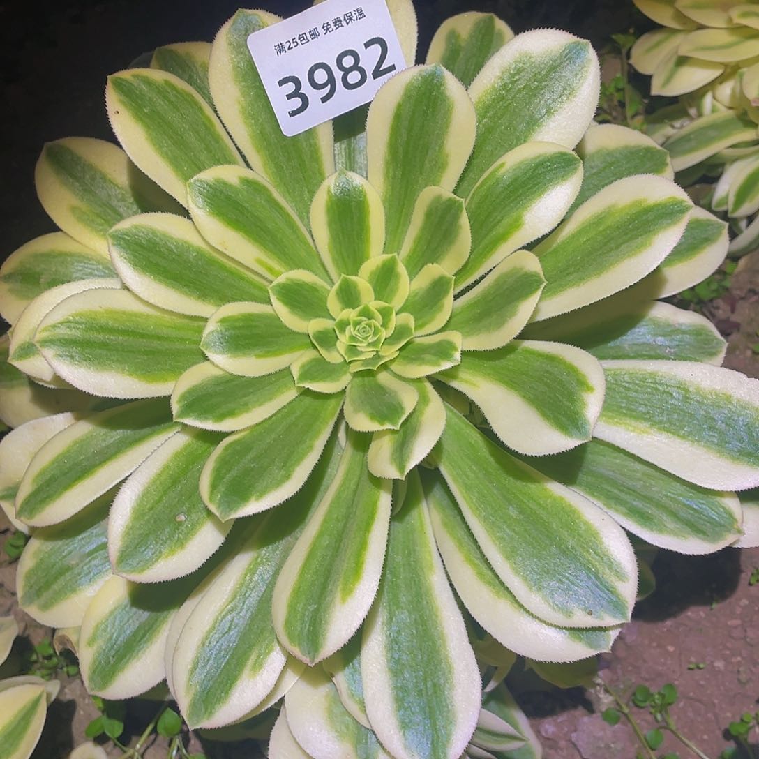 3982辛尼亚多肉植物