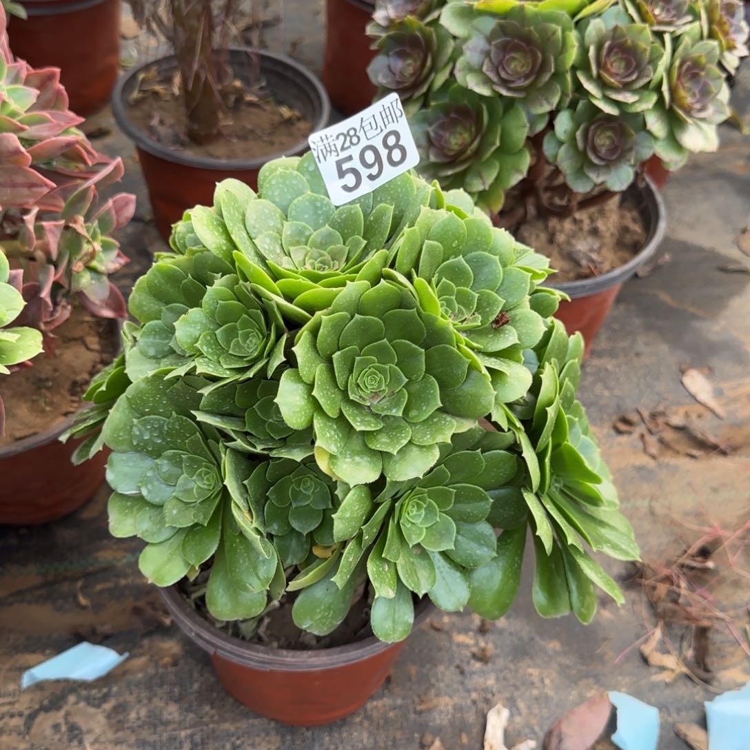 绿羊绒多肉598满28包邮断枝不包