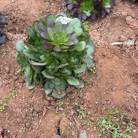 274万圣节不包断枝