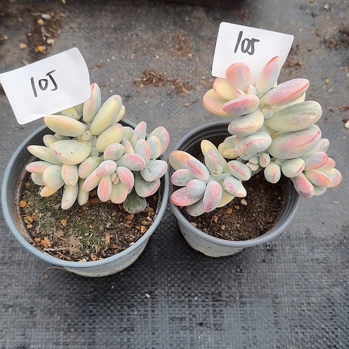 无花朵105号福娘锦两个无砍