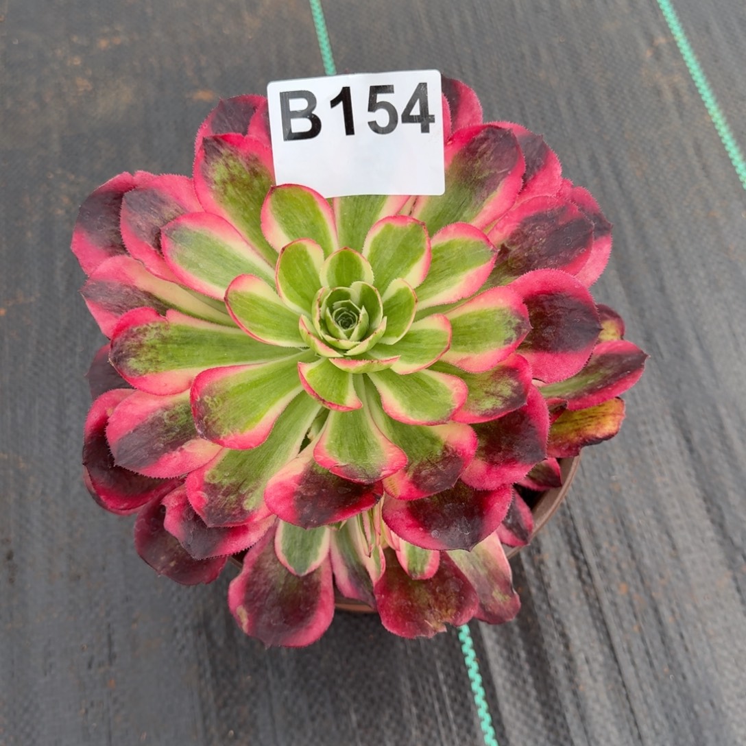 ᥫ***海154多肉植物海棠法师发货