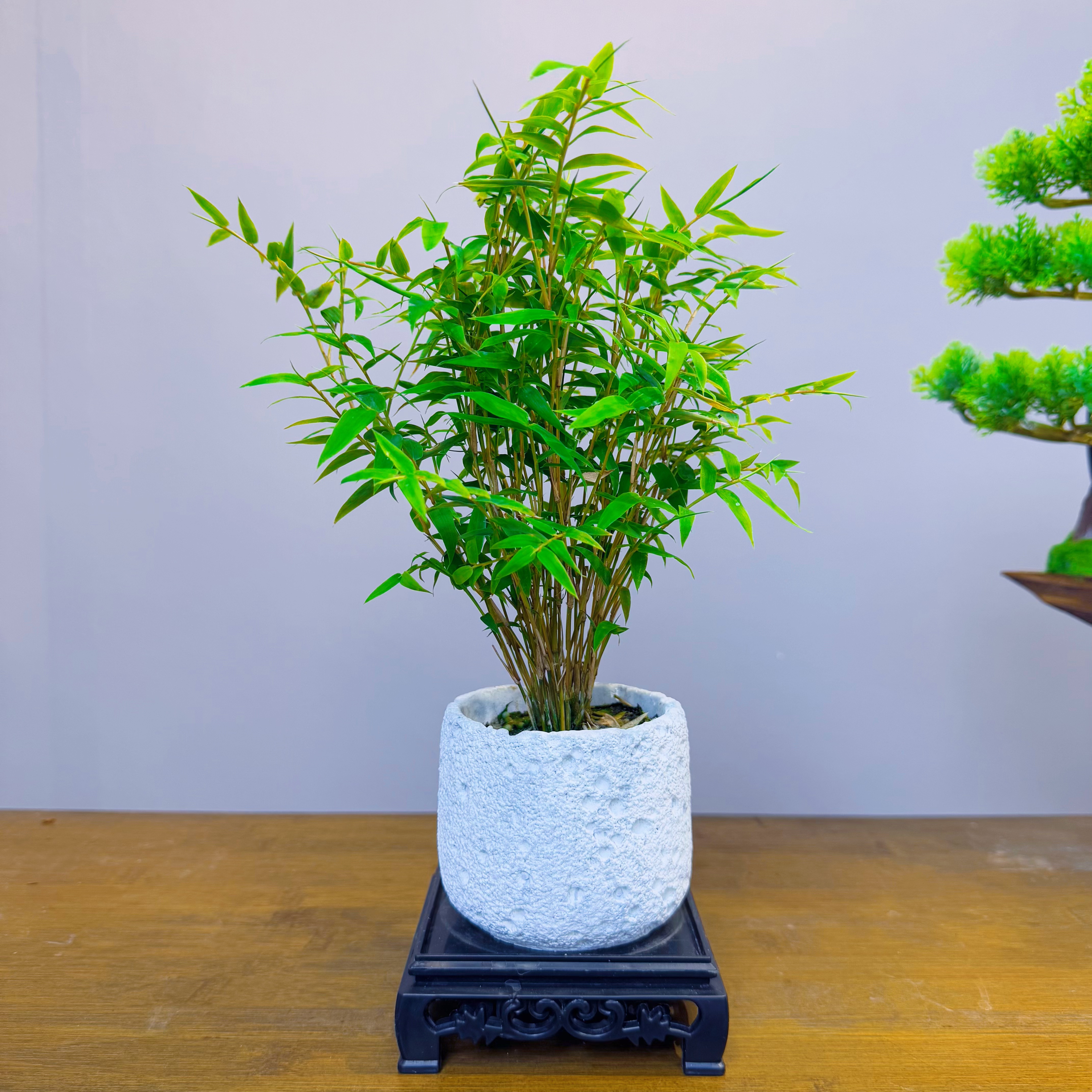 驱蚊竹翡翠竹【带盆带底座】水培米竹室内植物小叶绿植办公桌面盆景