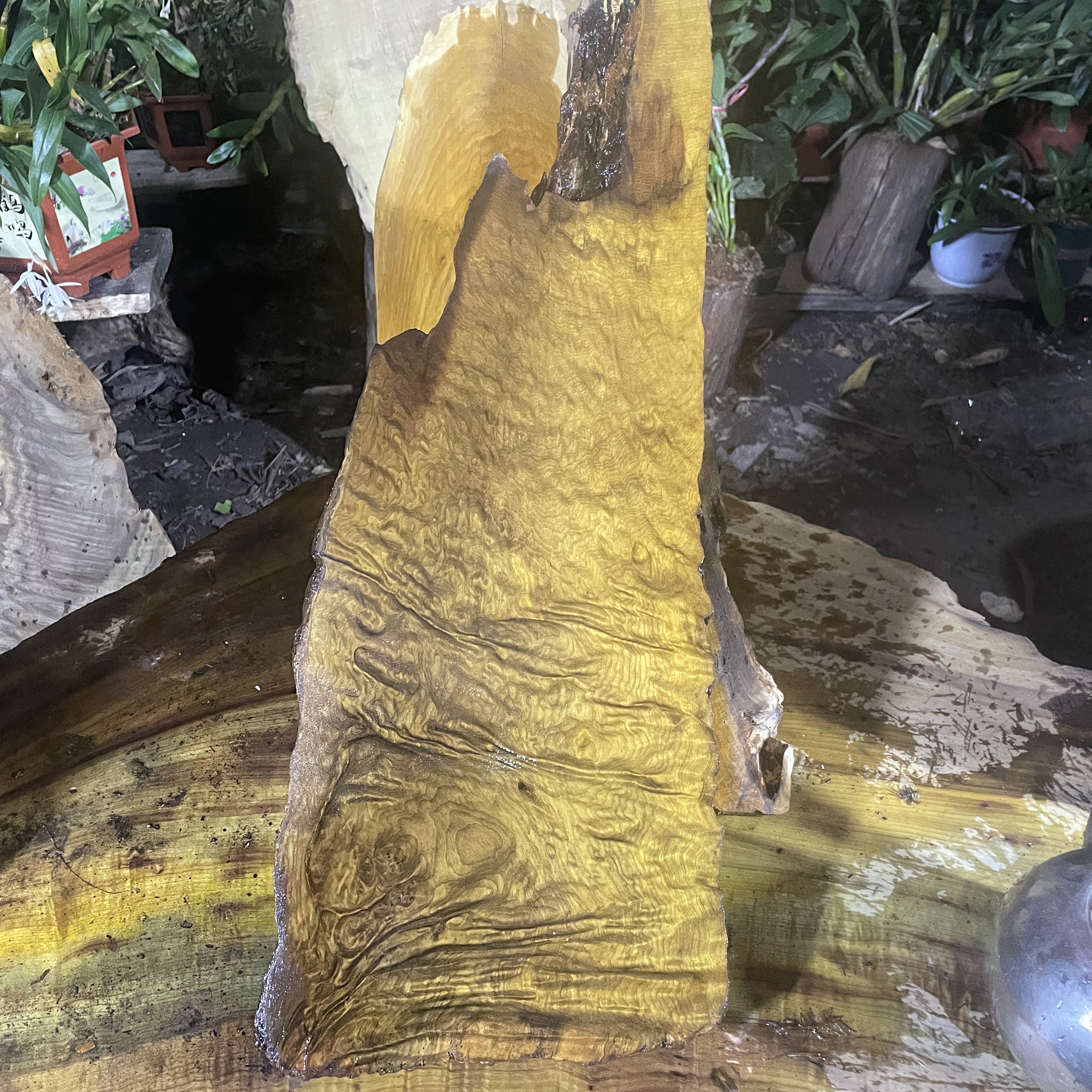 金丝楠木阴沉木黄料