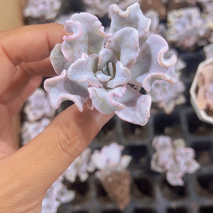 白饺子皮精品多肉植物