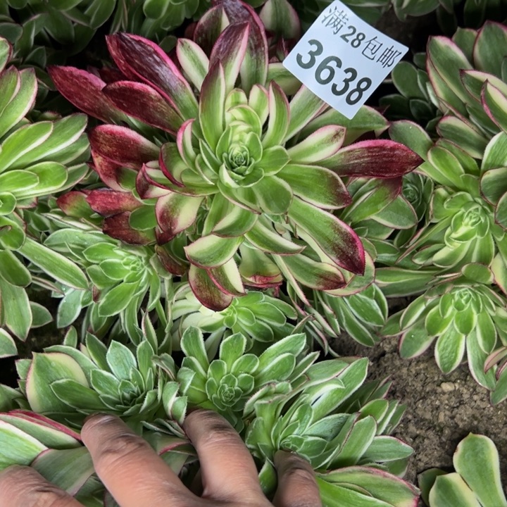 3638海王多肉植物