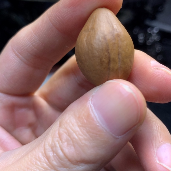 橄榄核手串/手链七**W擦擦擦擦猛犸c66