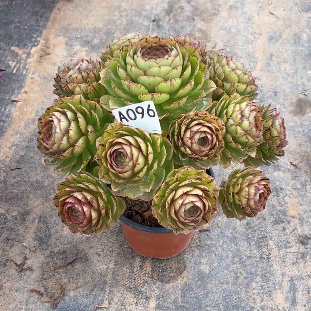 万拉丝096多肉法师植物