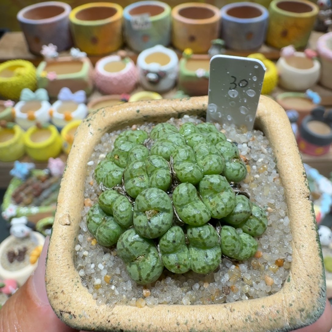 蘑菇1353安贞群多肉植物