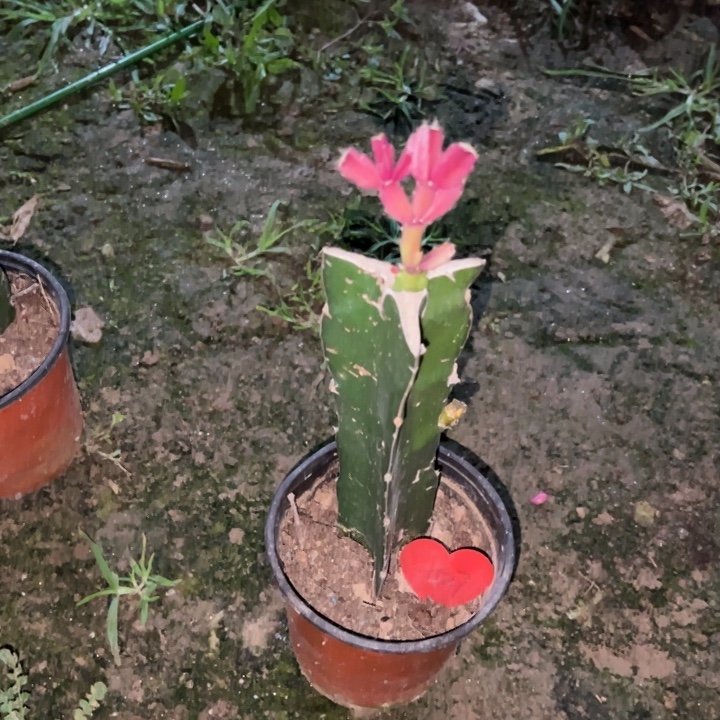 红***果当前无花栽培后可以开花078  1127