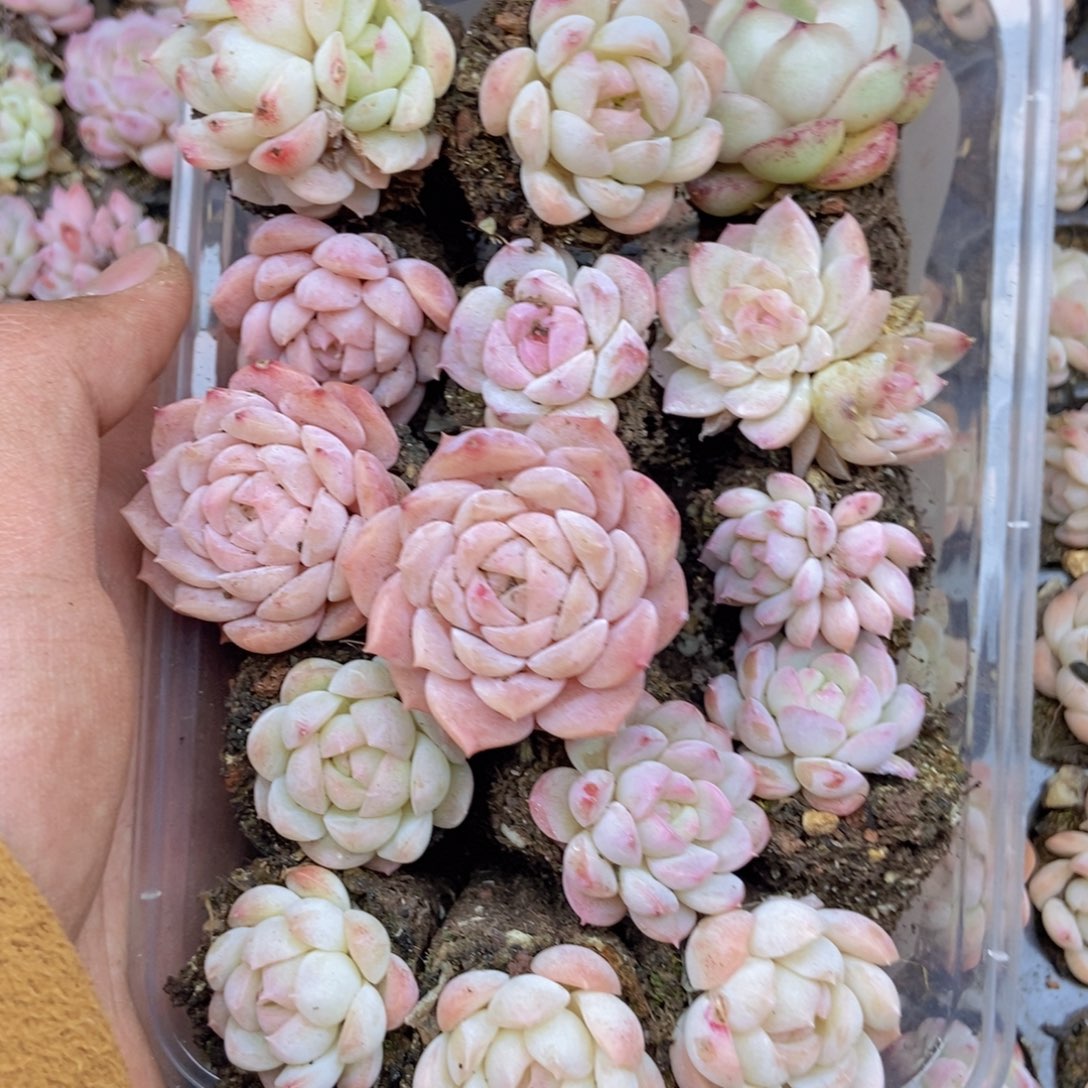 春泥家框拍链接C4