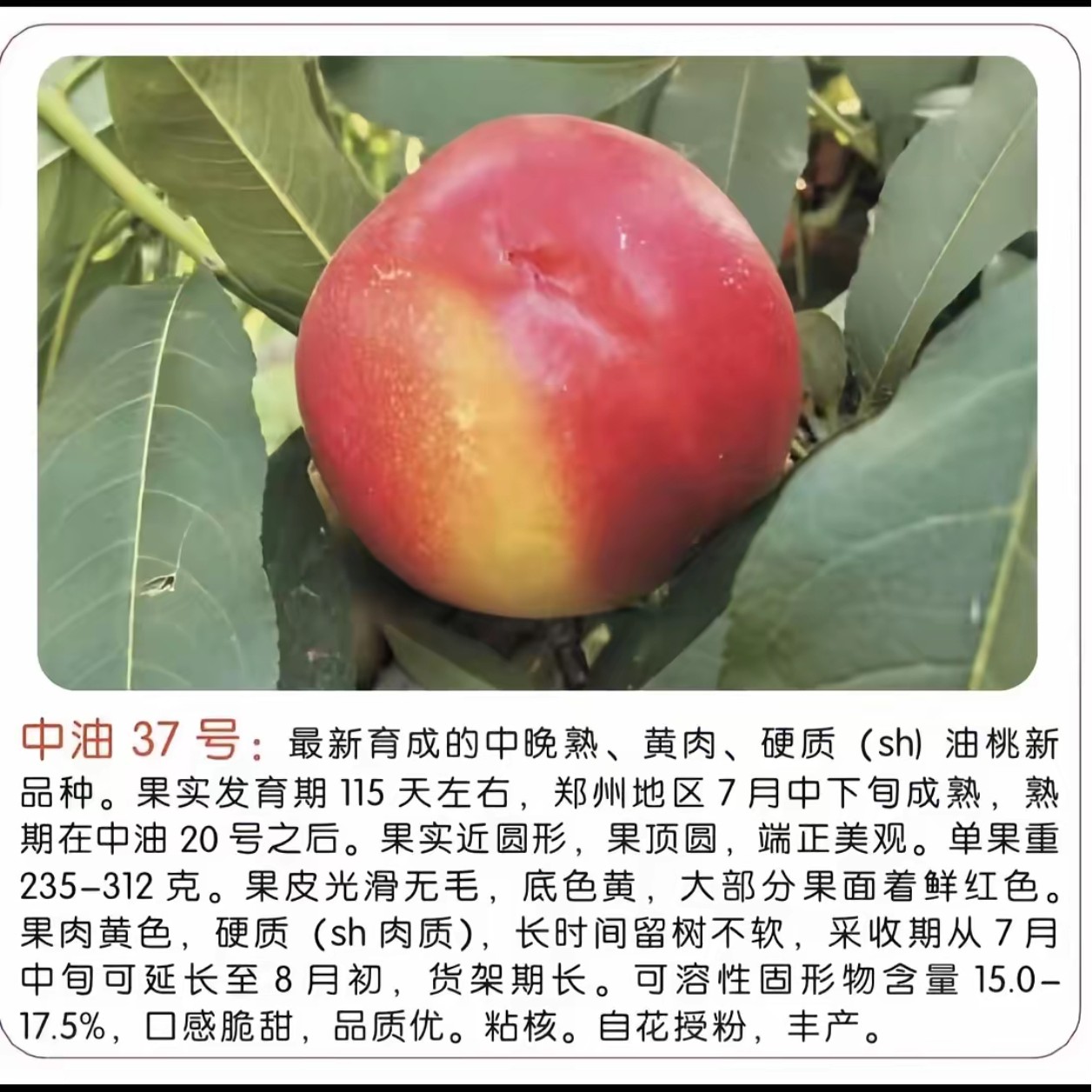 水果树苗大红桃树苗中油37高糖大果型油桃7月中下旬成熟、