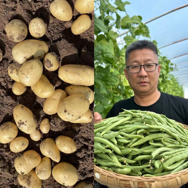 【凯涛甄选】天津本地暖棚弯子豆角2斤 赠3斤土豆 京东或顺丰包邮