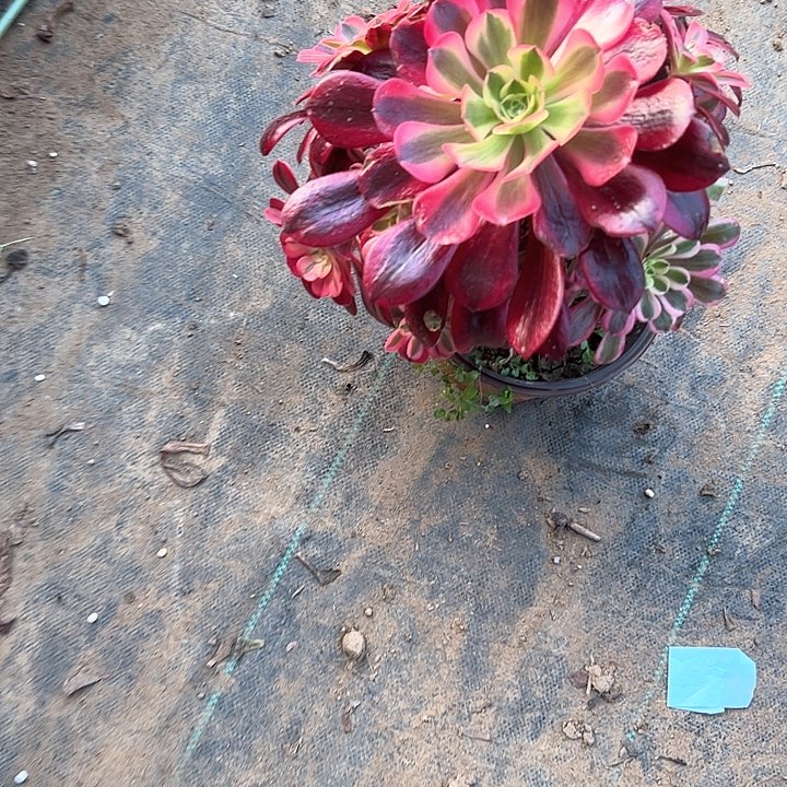 多肉法师植物链接31